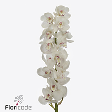 Срезанные цветы оптом Cymbidium white san denali от 6шт из Голландии с доставкой по России