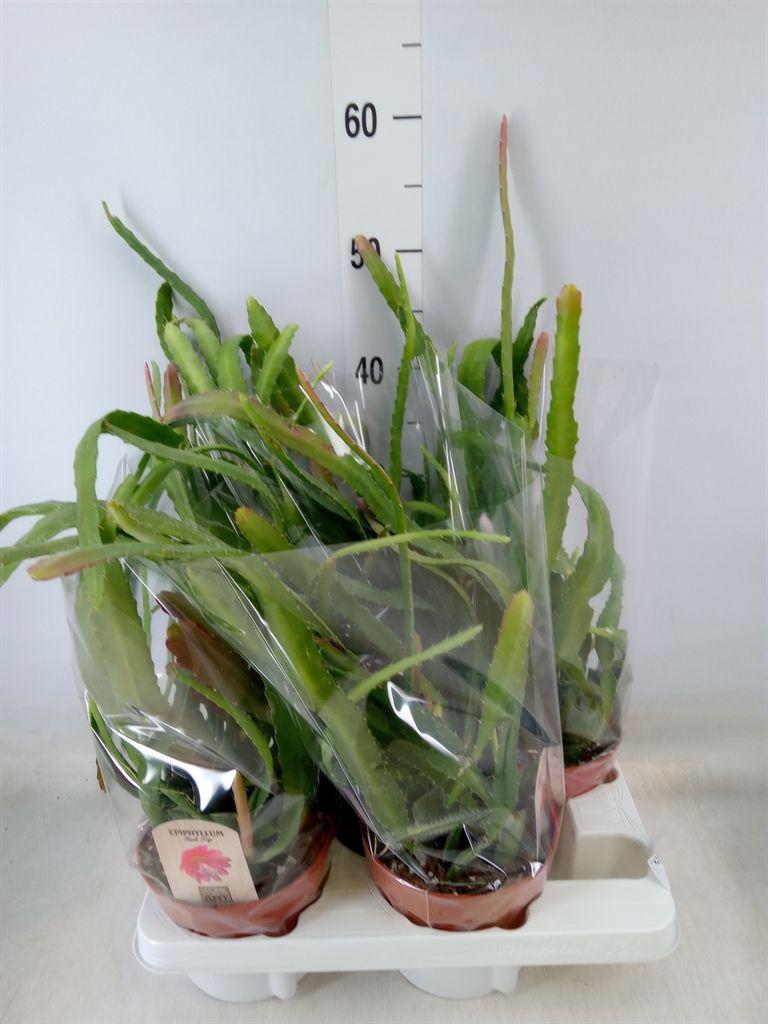 Горшечные цветы и растения оптом Epiphyllum   ... от 4шт из Голландии с доставкой по России