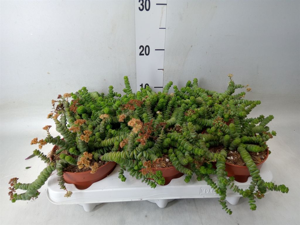 Горшечные цветы и растения оптом Crassula Marnieriana от 6шт из Голландии с доставкой по России