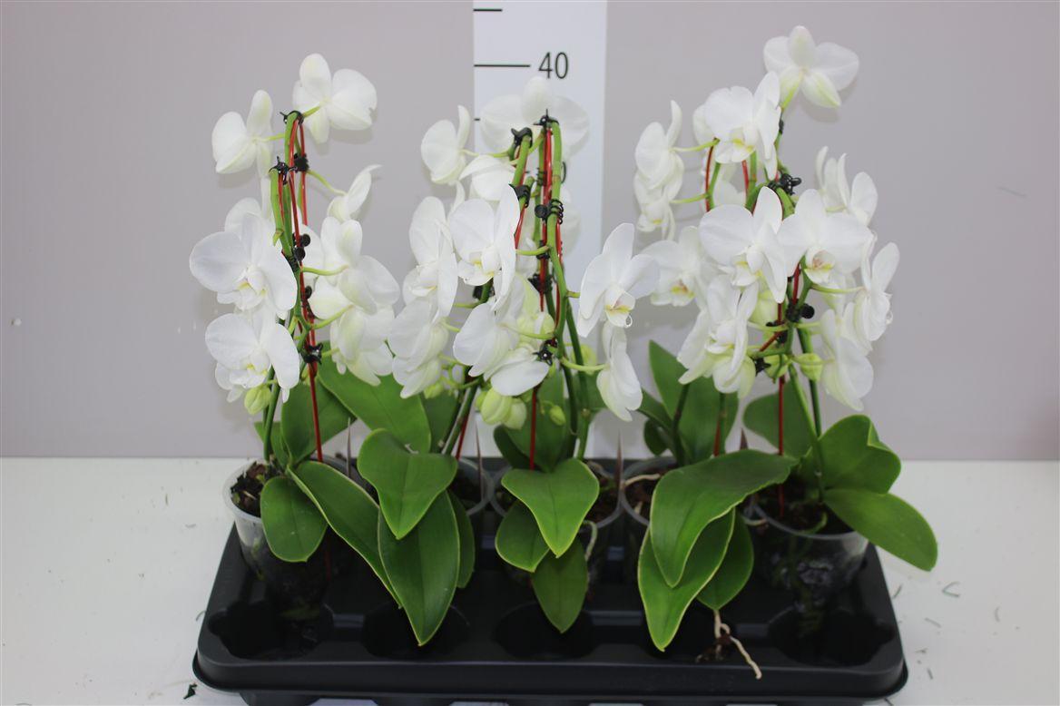 Горшечные цветы и растения оптом Phal Cascade Heartshape Wit от 5шт из Голландии с доставкой по России