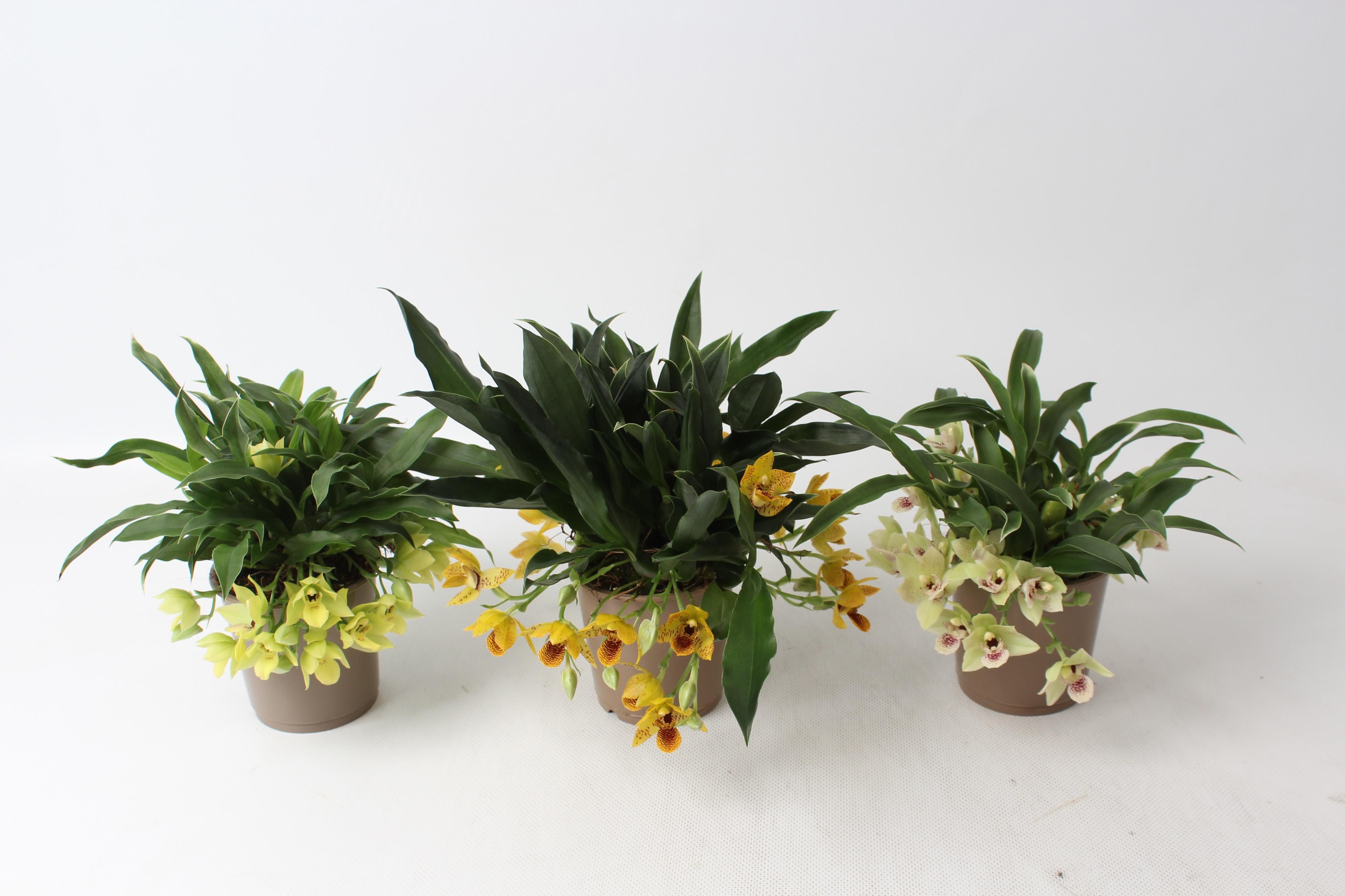 Горшечные цветы и растения оптом Promenaea Sunlight от 6шт (для телеги) из Голландии с доставкой по России