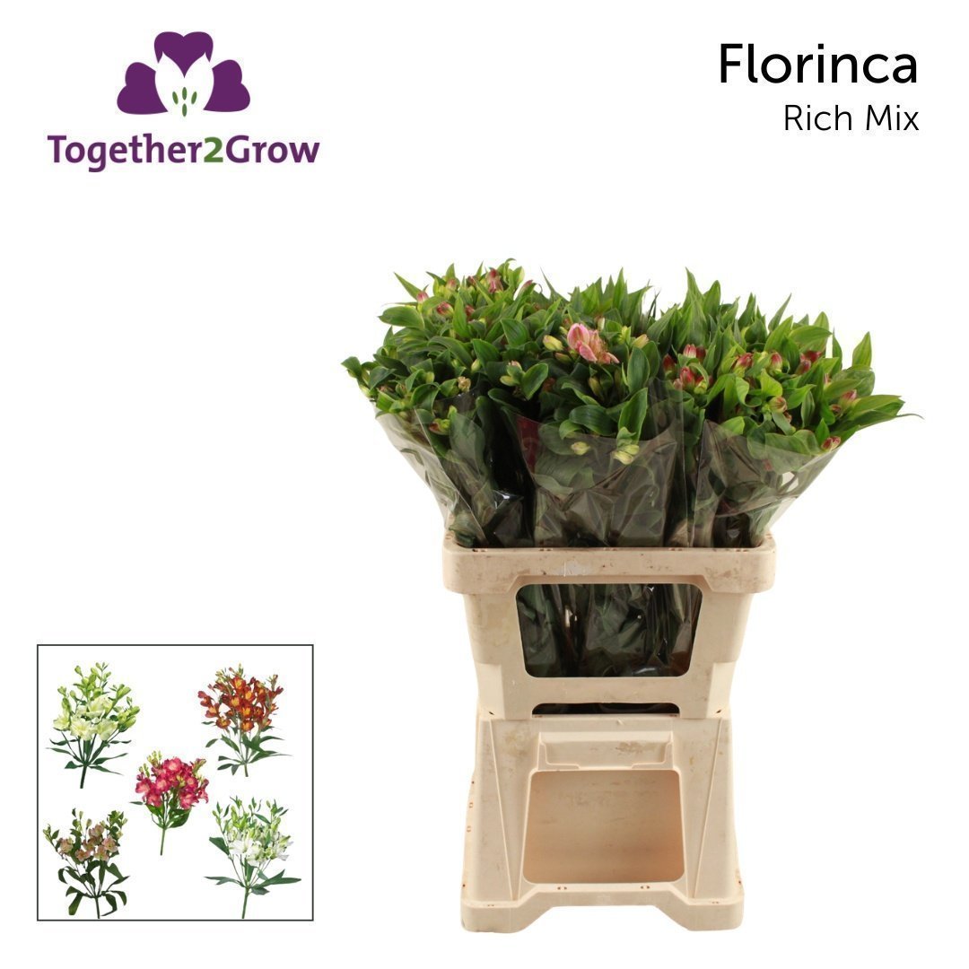 Срезанные цветы оптом Alstroemeria fl mix florinca rich от 60шт из Голландии с доставкой по России