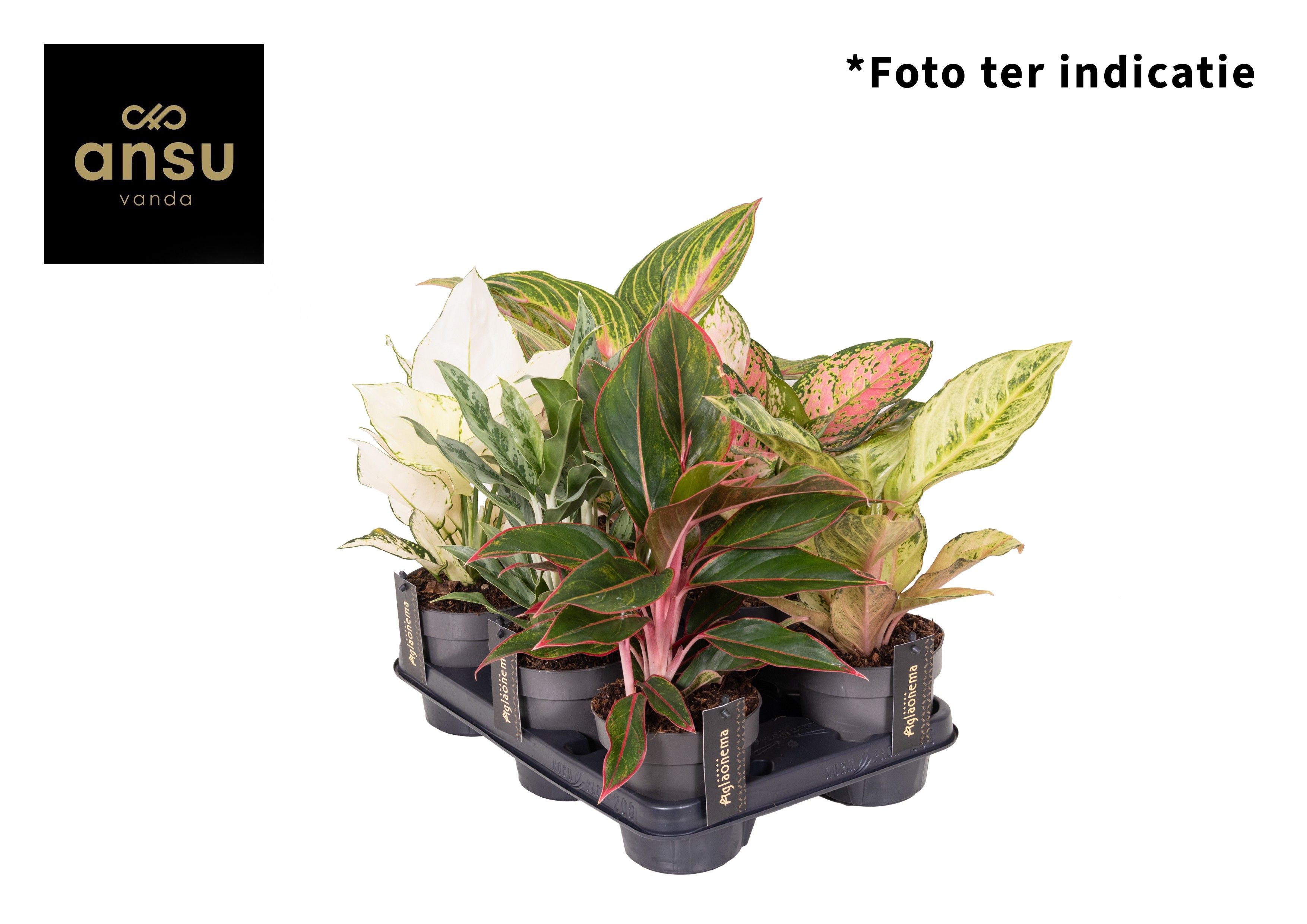 Горшечные цветы и растения оптом Aglaonema Mix от 6шт из Голландии с доставкой по России