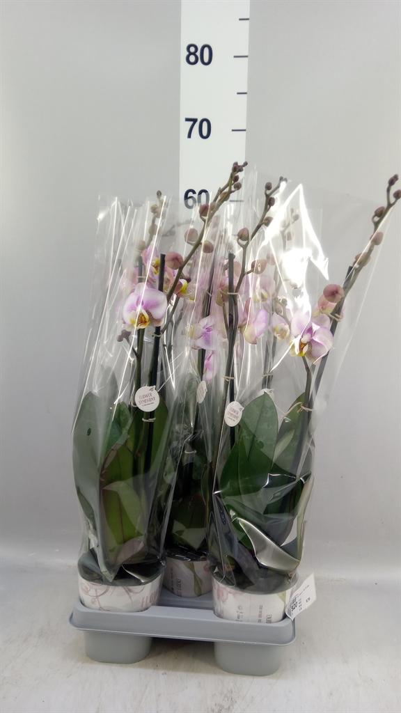 Горшечные цветы и растения оптом Phalaenopsis ... от 5шт из Голландии с доставкой по России