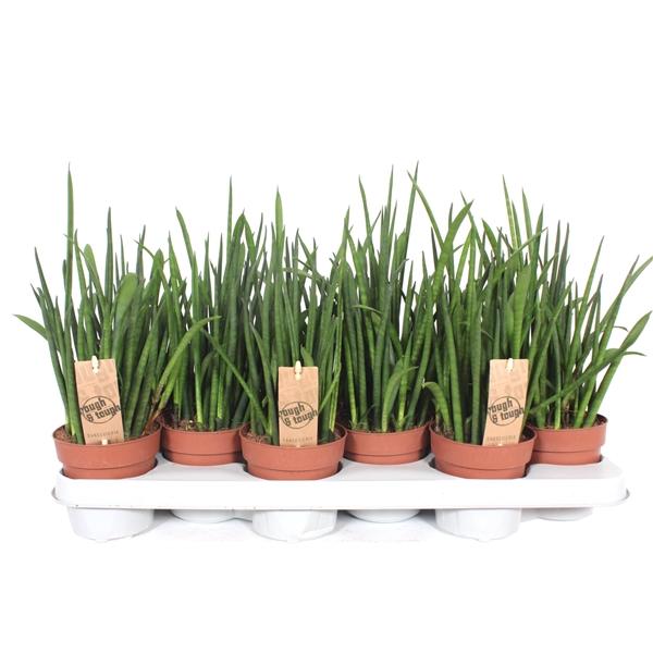 Горшечные цветы и растения оптом Sansevieria Bacularis от 12шт из Голландии с доставкой по России