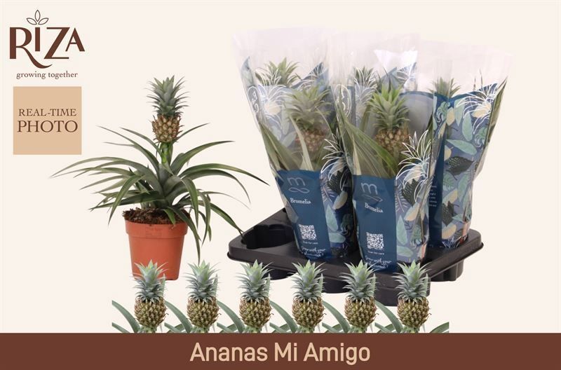 Горшечные цветы и растения оптом Ananas Mi Amigo от 6шт из Голландии с доставкой по России