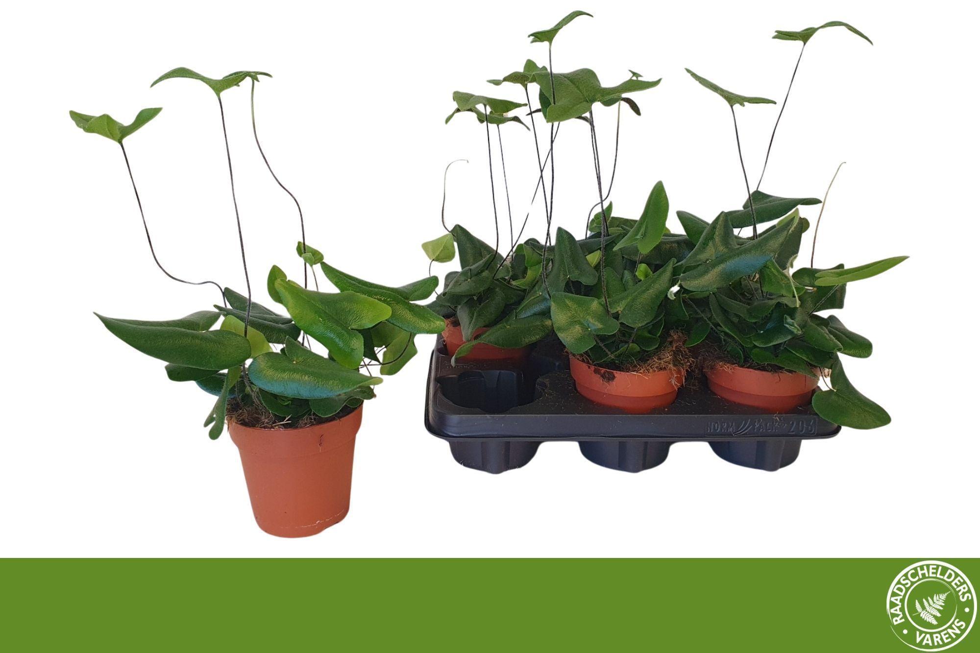 Горшечные цветы и растения оптом Hemionitis Arifolia от 6шт из Голландии с доставкой по России