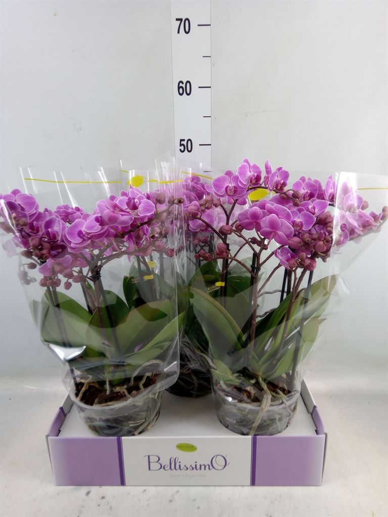 Горшечные цветы и растения оптом Phalaenopsis Multi.   ...rose от 3шт из Голландии с доставкой по России