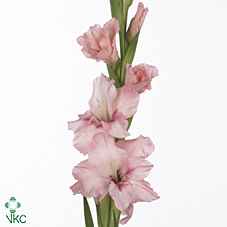 Срезанные цветы оптом Gladiolus la adrenalin от 90шт из Голландии с доставкой по России