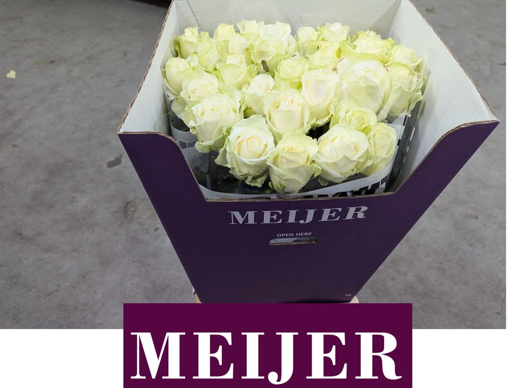 Срезанные цветы оптом Rosa large avalanche+ Meijer White от 30шт из Голландии с доставкой по России