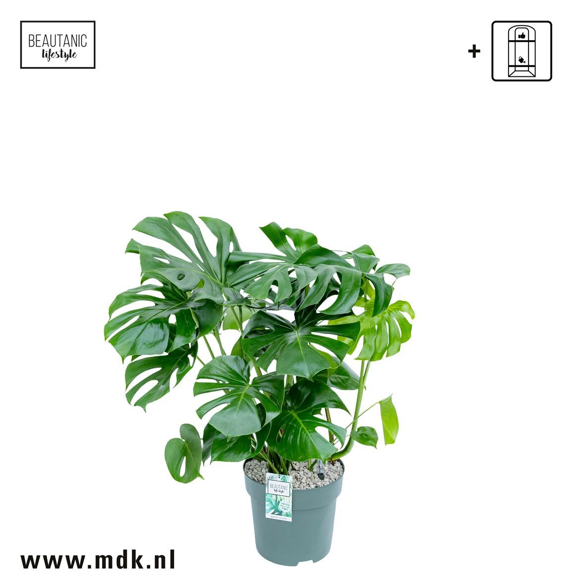 Горшечные цветы и растения оптом Monstera Deliciosa + Watermeter от 1шт из Голландии с доставкой по России