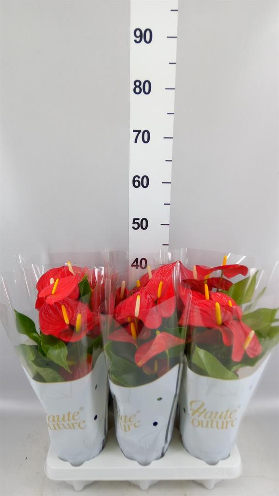 Горшечные цветы и растения оптом Anthurium Andr. everio от 6шт из Голландии с доставкой по России