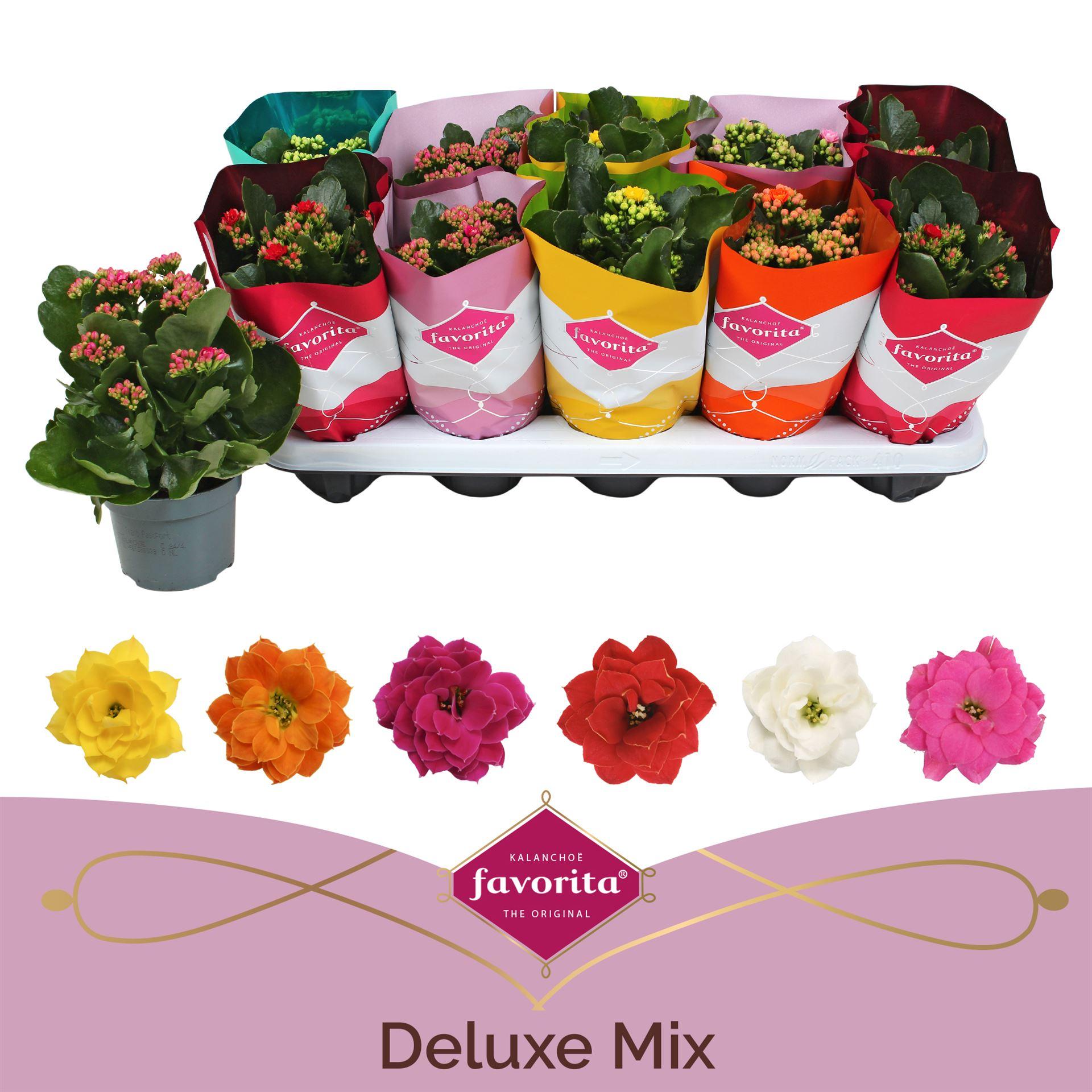 Горшечные цветы и растения оптом Kalanchoe Blos. perfecta ..mix 5 от 10шт из Голландии с доставкой по России