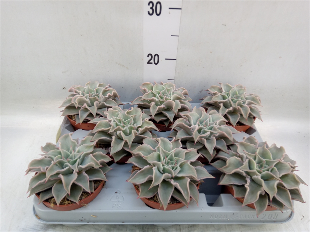 Горшечные цветы и растения оптом Echeveria   ... от 8шт из Голландии с доставкой по России