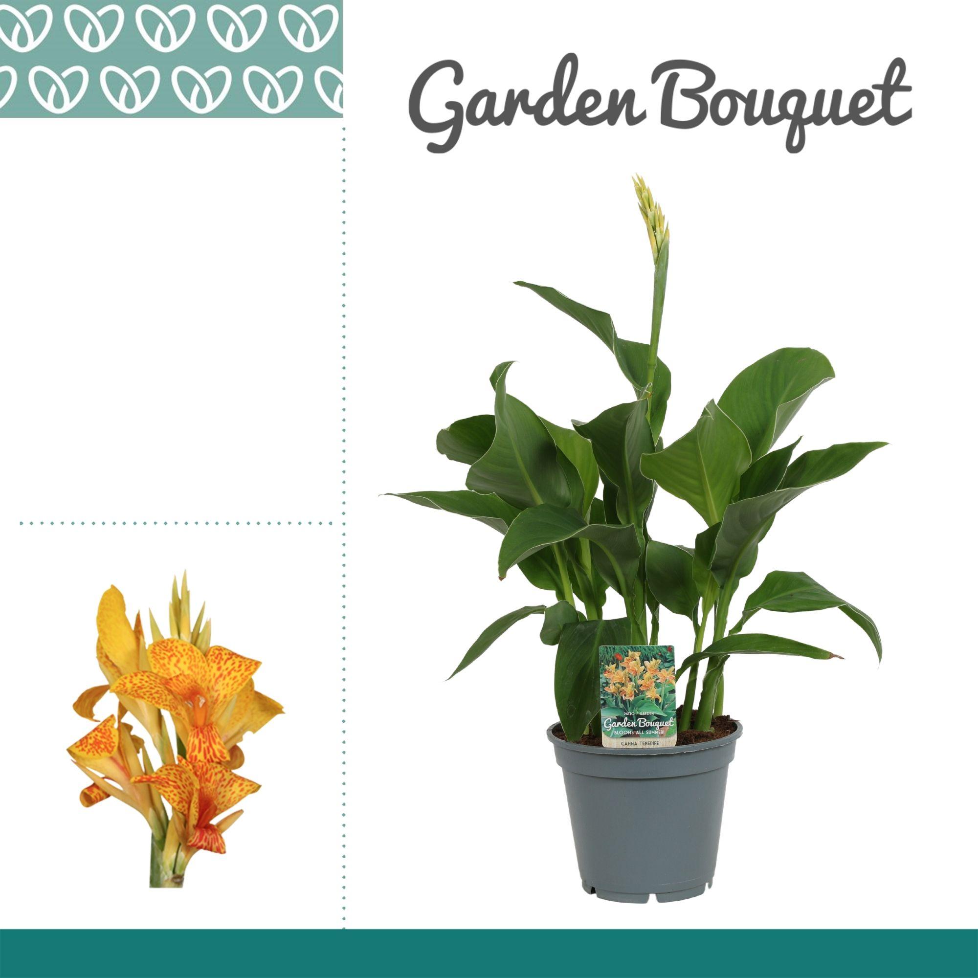 Горшечные цветы и растения оптом Canna Tenerife от 6шт из Голландии с доставкой по России