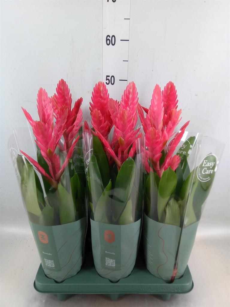 Горшечные цветы и растения оптом Vriesea   ... от 6шт из Голландии с доставкой по России