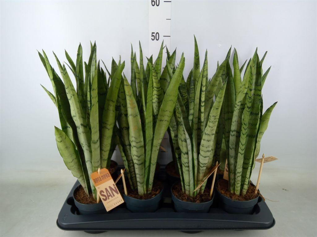 Горшечные цветы и растения оптом Sansevieria Trifa.   ... от 8шт из Голландии с доставкой по России