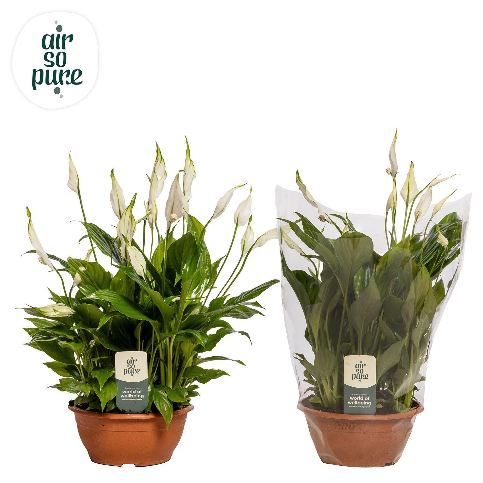 Горшечные цветы и растения оптом Spathiphyllum chopin от 1шт из Голландии с доставкой по России