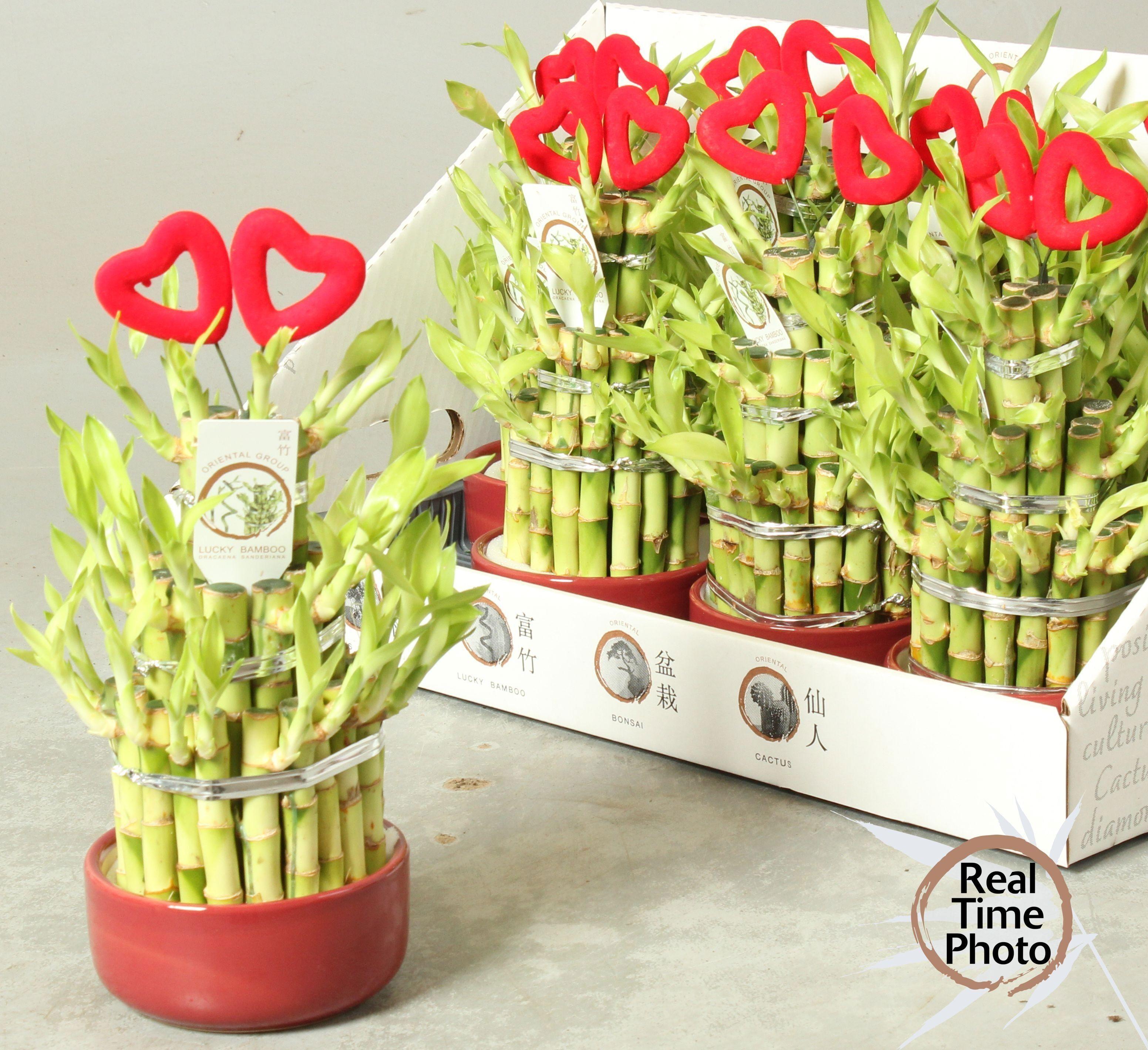 Горшечные цветы и растения оптом Dra Lucky Bamboo от 8шт из Голландии с доставкой по России