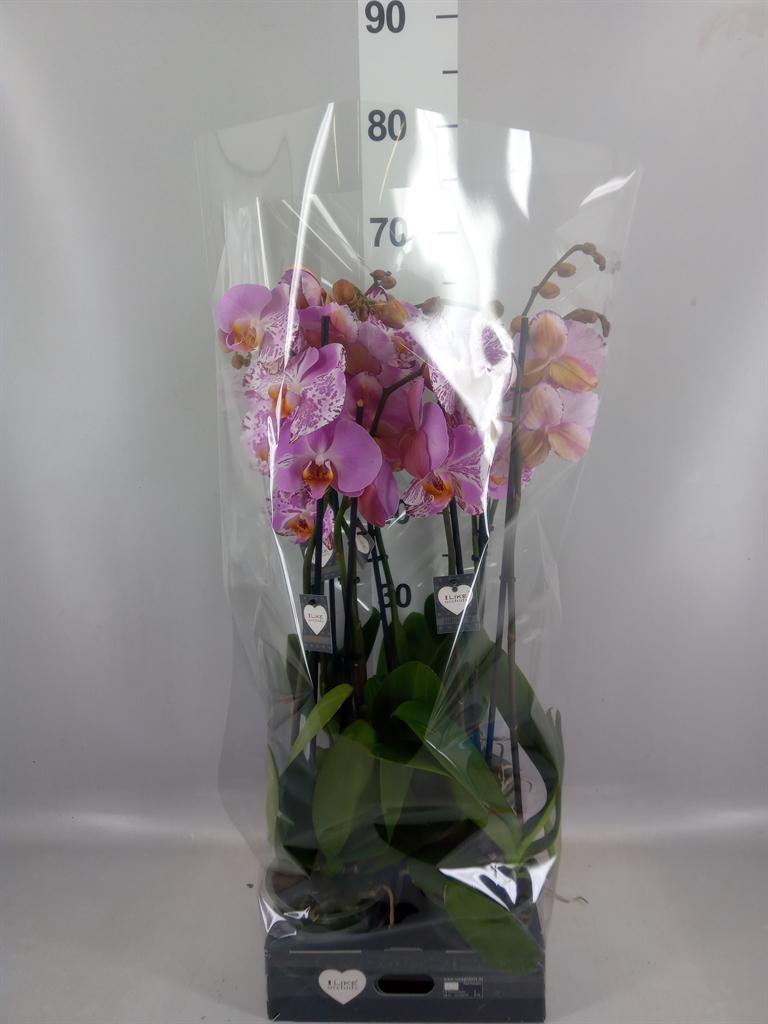 Горшечные цветы и растения оптом Phalaenopsis ismaeli от 5шт из Голландии с доставкой по России