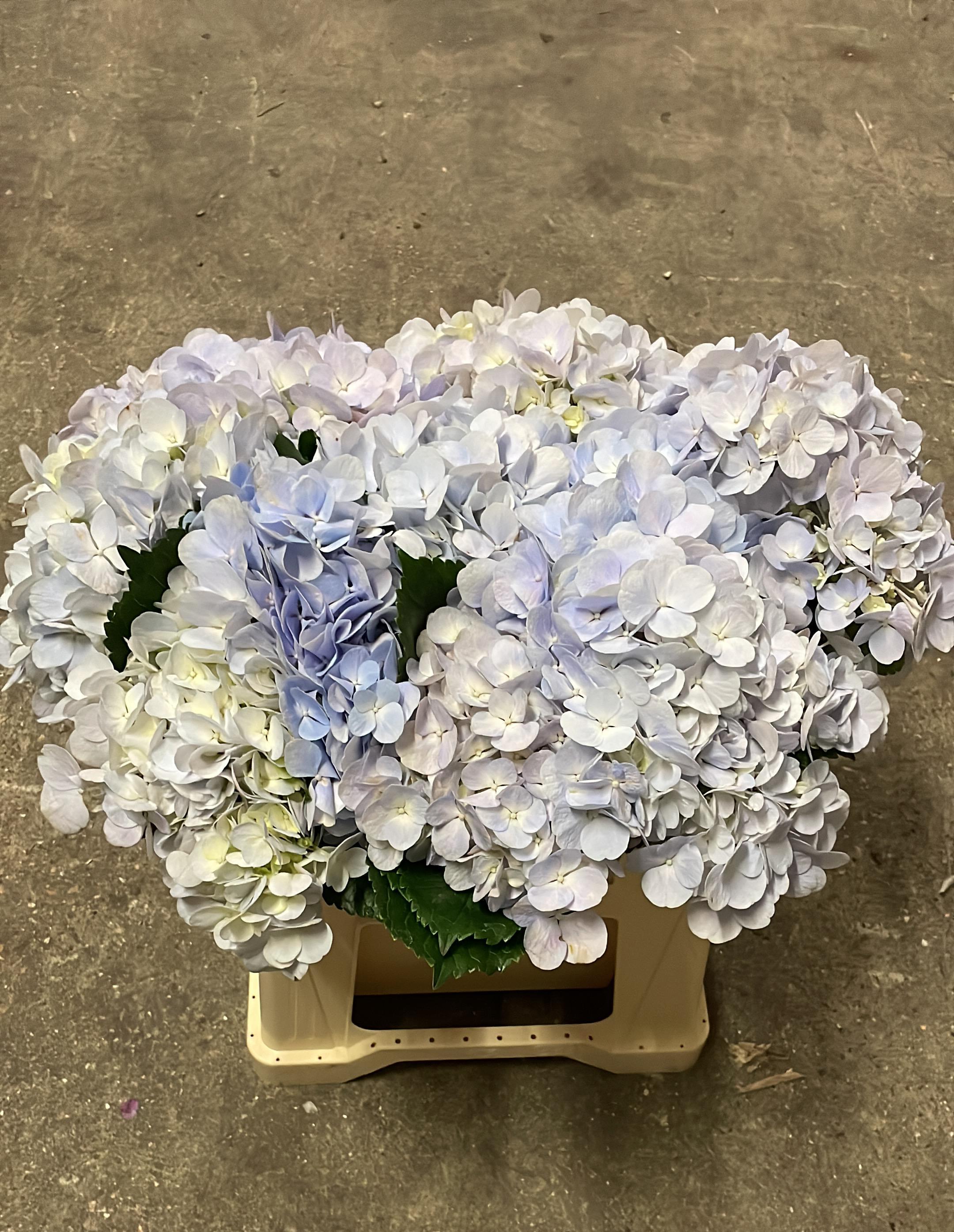 Срезанные цветы оптом Hydrangea dream blue от 10шт из Голландии с доставкой по России
