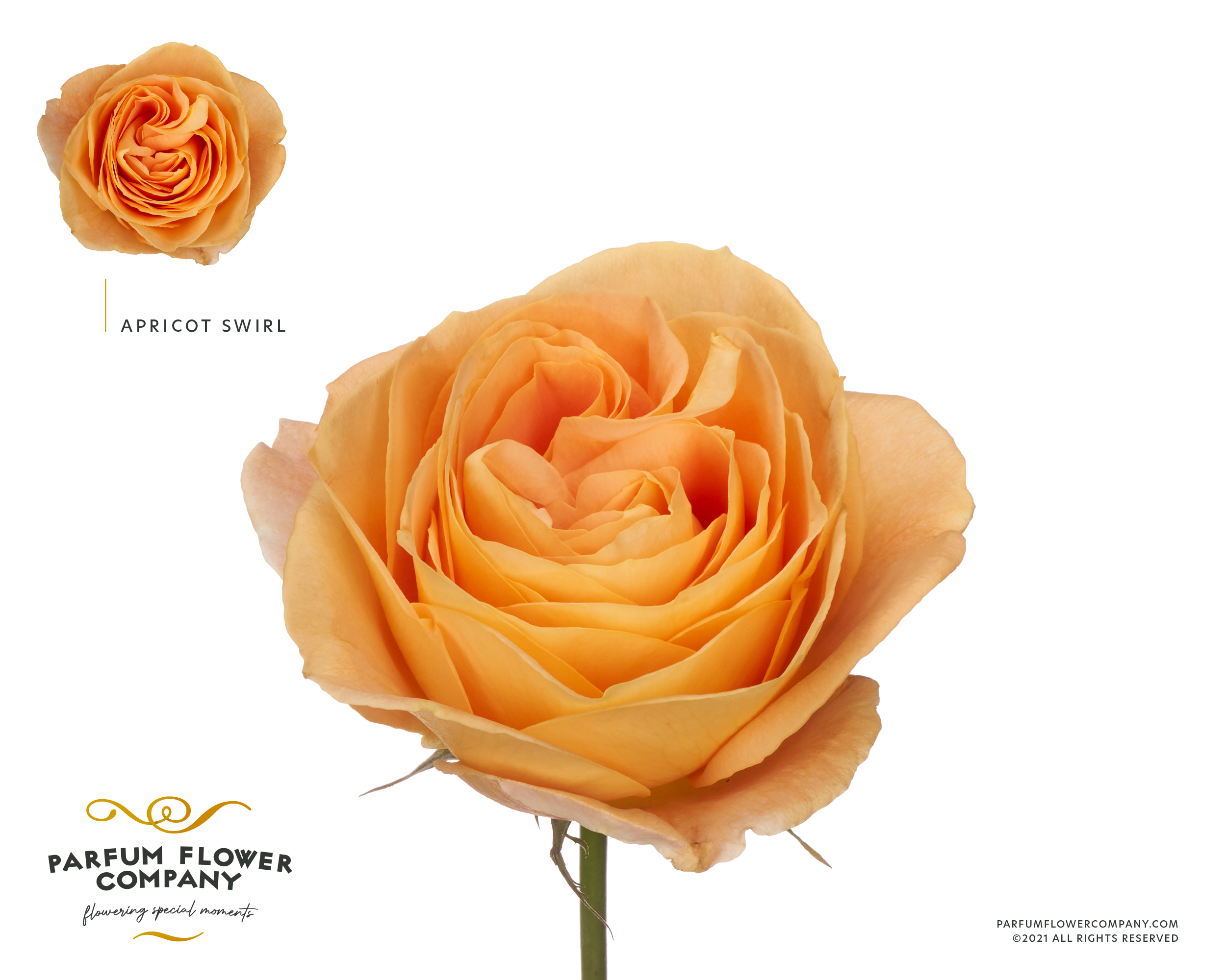 Срезанные цветы оптом Rosa garden apricot swirl от 24шт из Голландии с доставкой по России