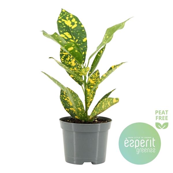 Горшечные цветы и растения оптом Codiaeum Gold Sun от 21шт (для телеги) из Голландии с доставкой по России