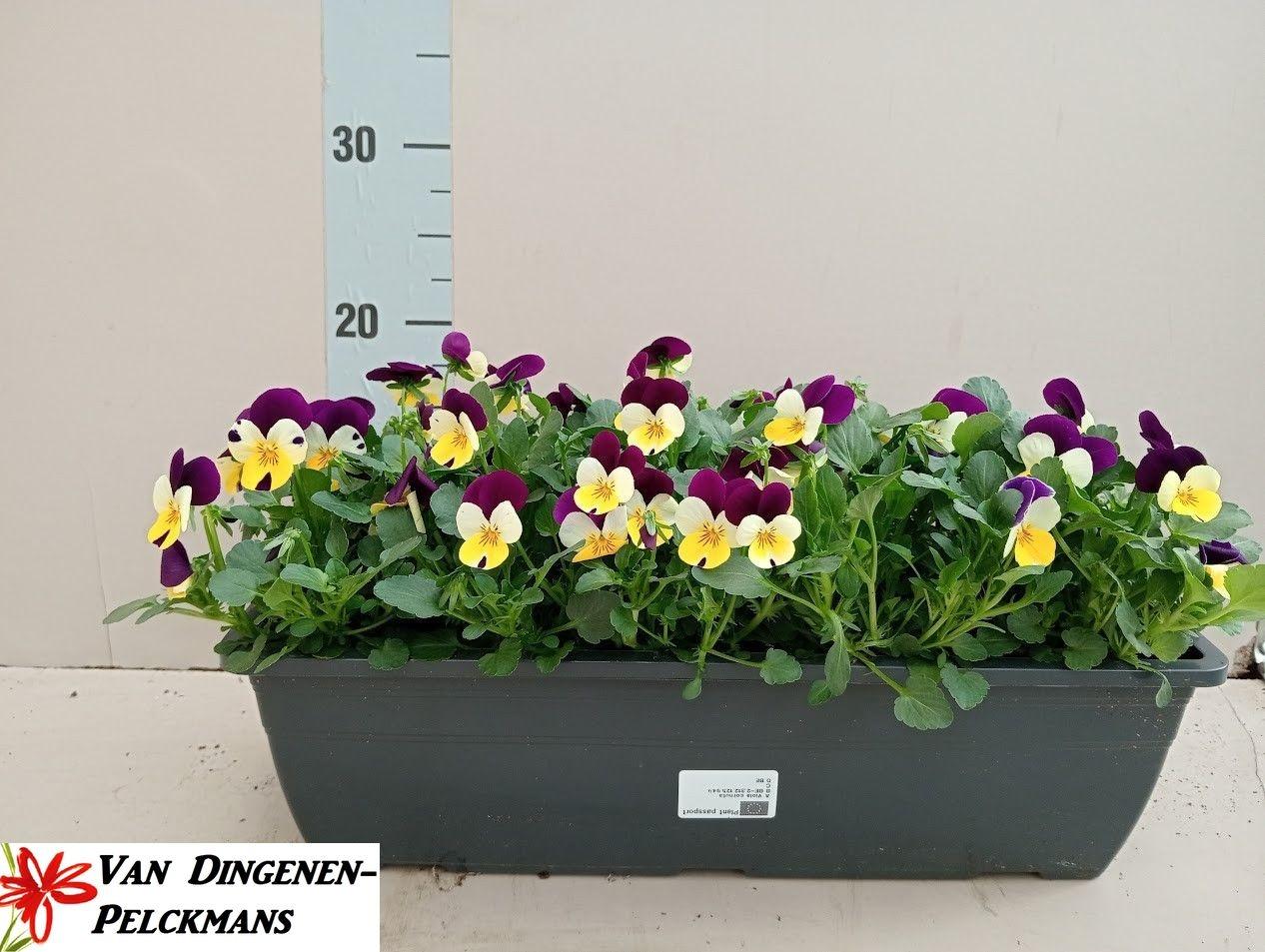 Горшечные цветы и растения оптом Vio Co Tw Yell Pur W от 1шт из Голландии с доставкой по России