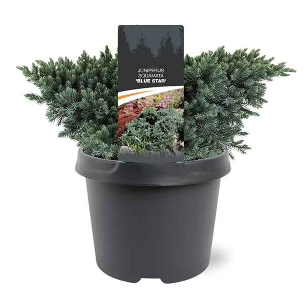 Горшечные цветы и растения оптом Juniperus Squa Blue Star от 1шт из Голландии с доставкой по России