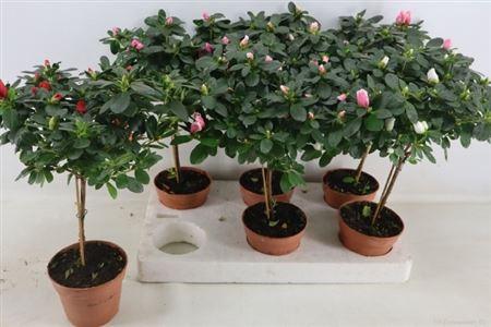 Горшечные цветы и растения оптом Rhodo Ov Stam Spring Deal от 6шт из Голландии с доставкой по России