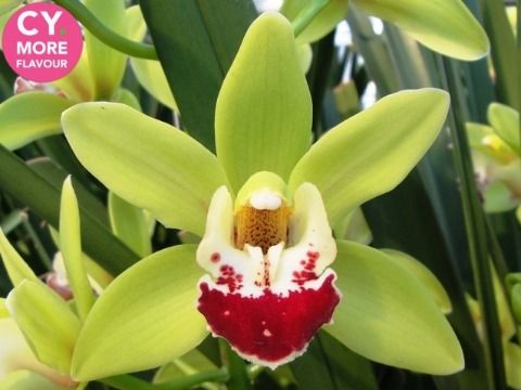 Срезанные цветы оптом Minicymbidium green evergreen от 6шт. из Голландии с доставкой по России