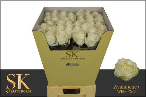 Срезанные цветы оптом Rosa large avalanche+ Koene White Gold от 40шт из Голландии с доставкой по России