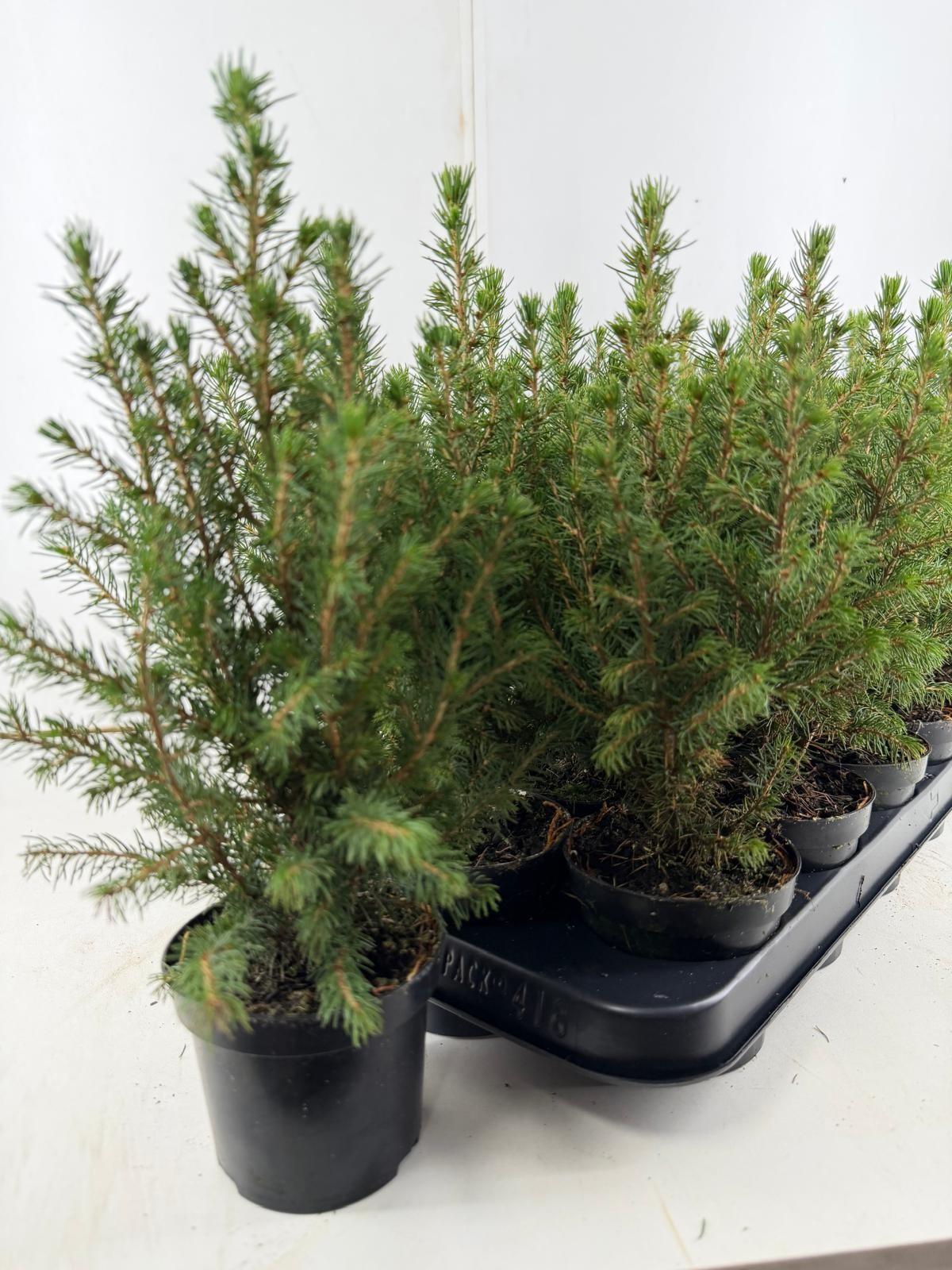 Горшечные цветы и растения оптом Picea Gl Conica от 18шт (для телеги) из Голландии с доставкой по России