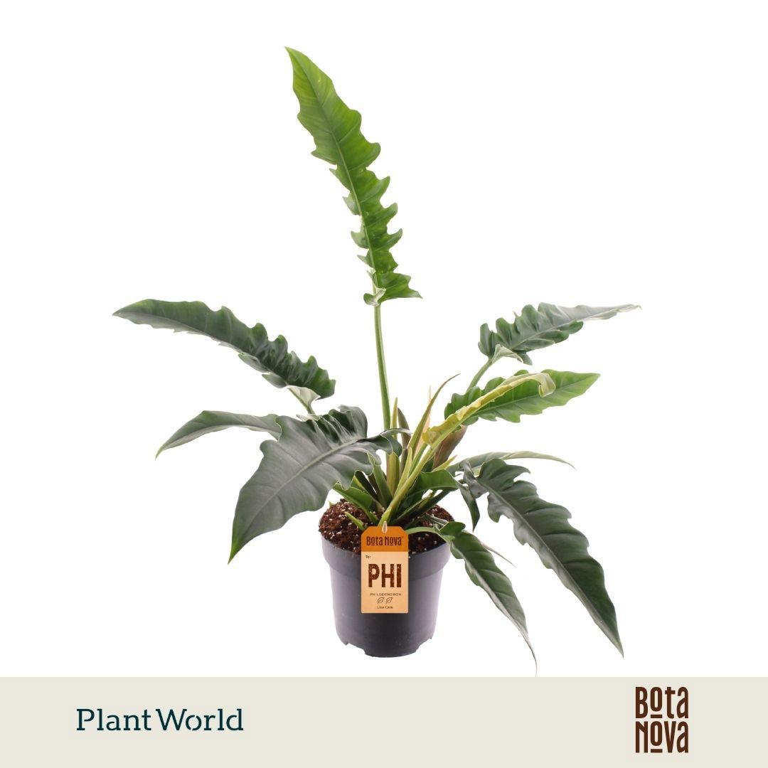Горшечные цветы и растения оптом Philodendron Narrow Escape от 4шт из Голландии с доставкой по России