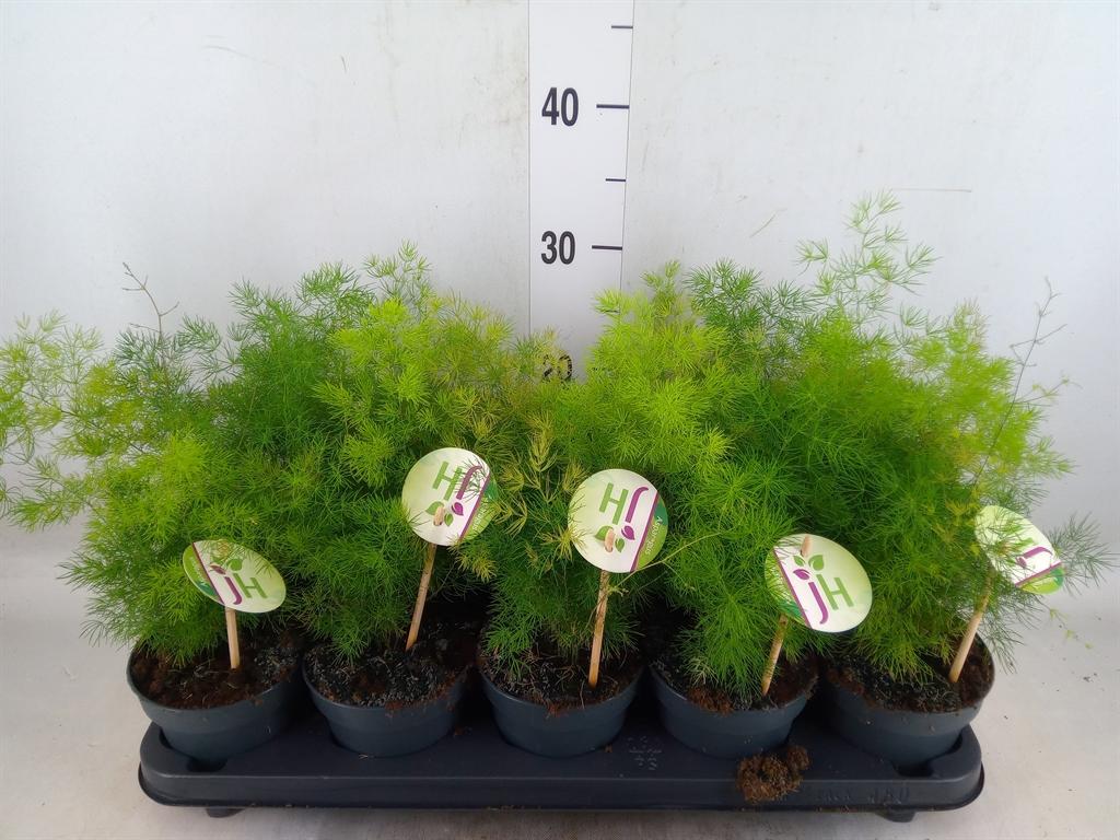 Горшечные цветы и растения оптом Asparagus Umbellatus от 10шт из Голландии с доставкой по России