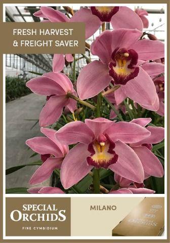 Срезанные цветы оптом Cymbidium pink milano от 6шт. из Голландии с доставкой по России