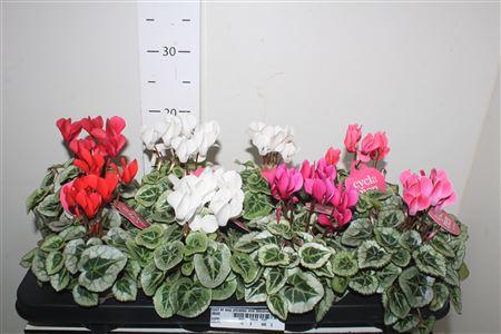 Горшечные цветы и растения оптом Cycl Kl Sup Picasso Mix Decorum от 8шт (для телеги) из Голландии с доставкой по России