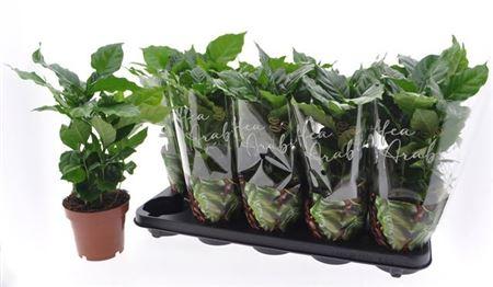 Горшечные цветы и растения оптом Coffea Arabica от 10шт из Голландии с доставкой по России
