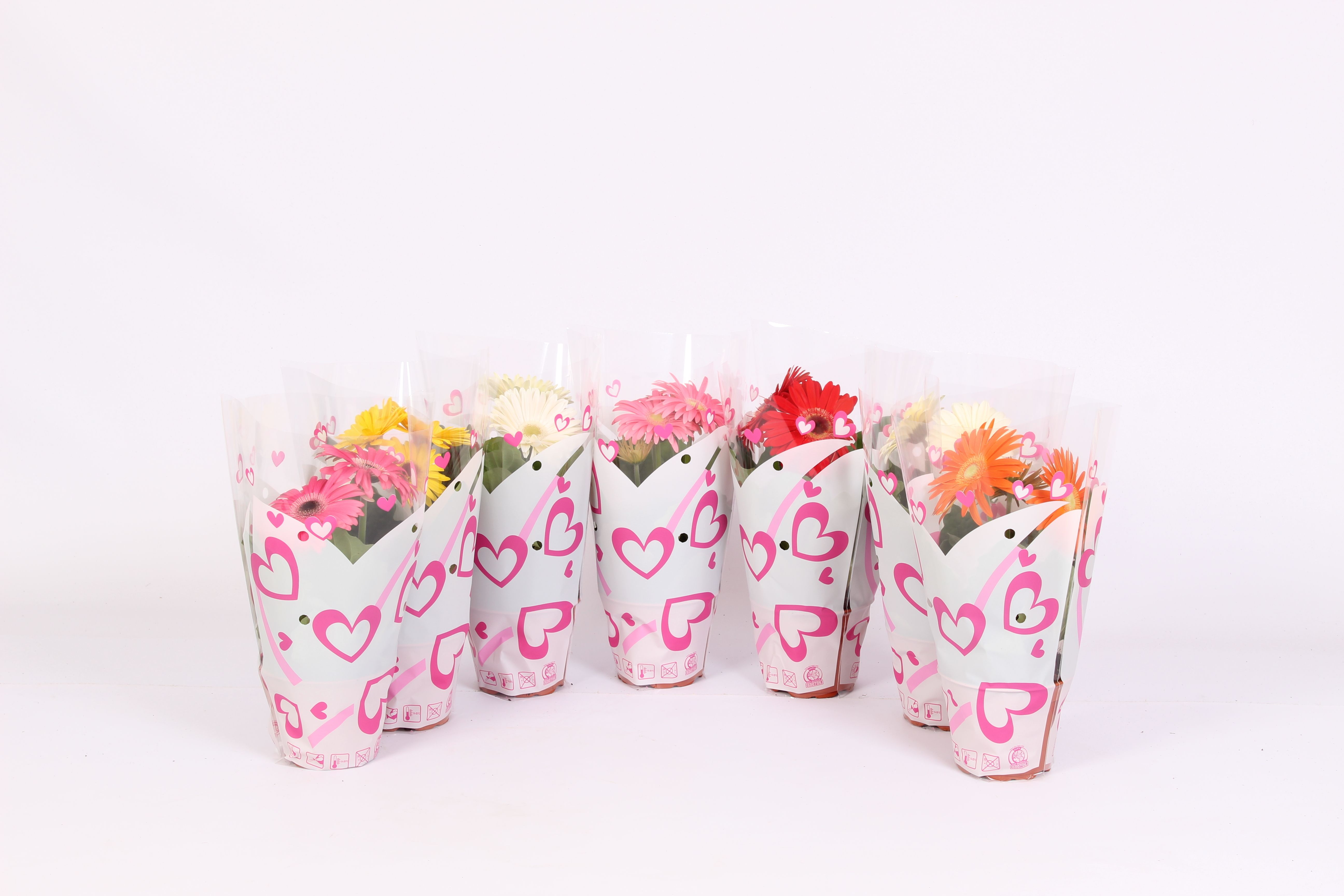 Горшечные цветы и растения оптом Gerbera Mix Hart Sleeve 2+ от 10шт (для телеги) из Голландии с доставкой по России