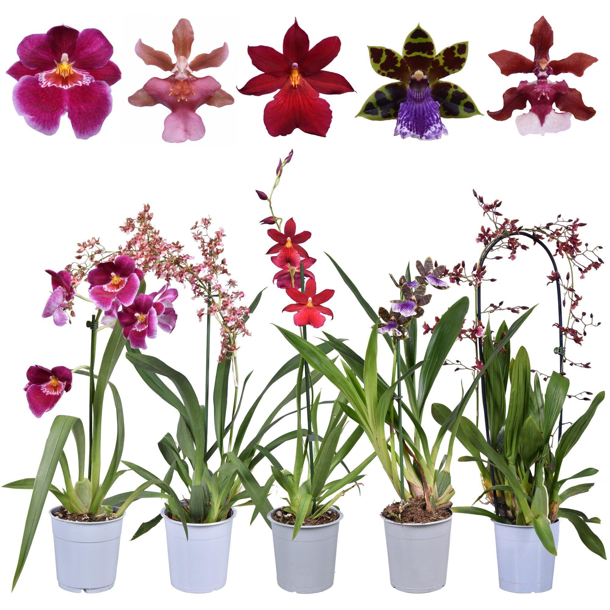 Горшечные цветы и растения оптом Orchid 1st Smelling Mix от 10шт из Голландии с доставкой по России Горшечные цветы и растения оптом Orchid 1st Smelling Mix от 10шт из Голландии с доставкой по России