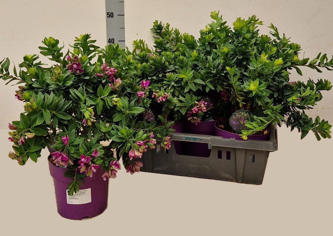 Горшечные цветы и растения оптом Polyga Myrtifolia от 5шт из Голландии с доставкой по России