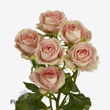 Срезанные цветы оптом Rosa spray azore от 30шт из Голландии с доставкой по России