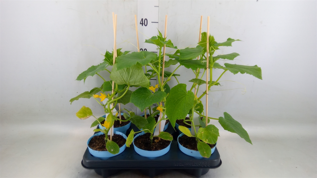 Горшечные цветы и растения оптом Cucumis Sativus   ... от 6шт из Голландии с доставкой по России