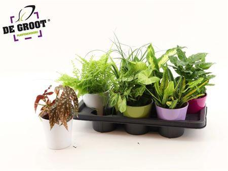 Горшечные цветы и растения оптом Plantmix Ceramic от 7шт из Голландии с доставкой по России