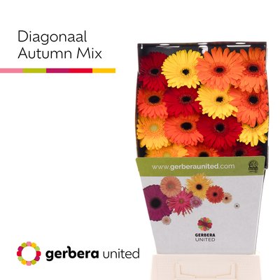 Срезанные цветы оптом Gerbera diamond mix autumn от 45шт из Голландии с доставкой по России