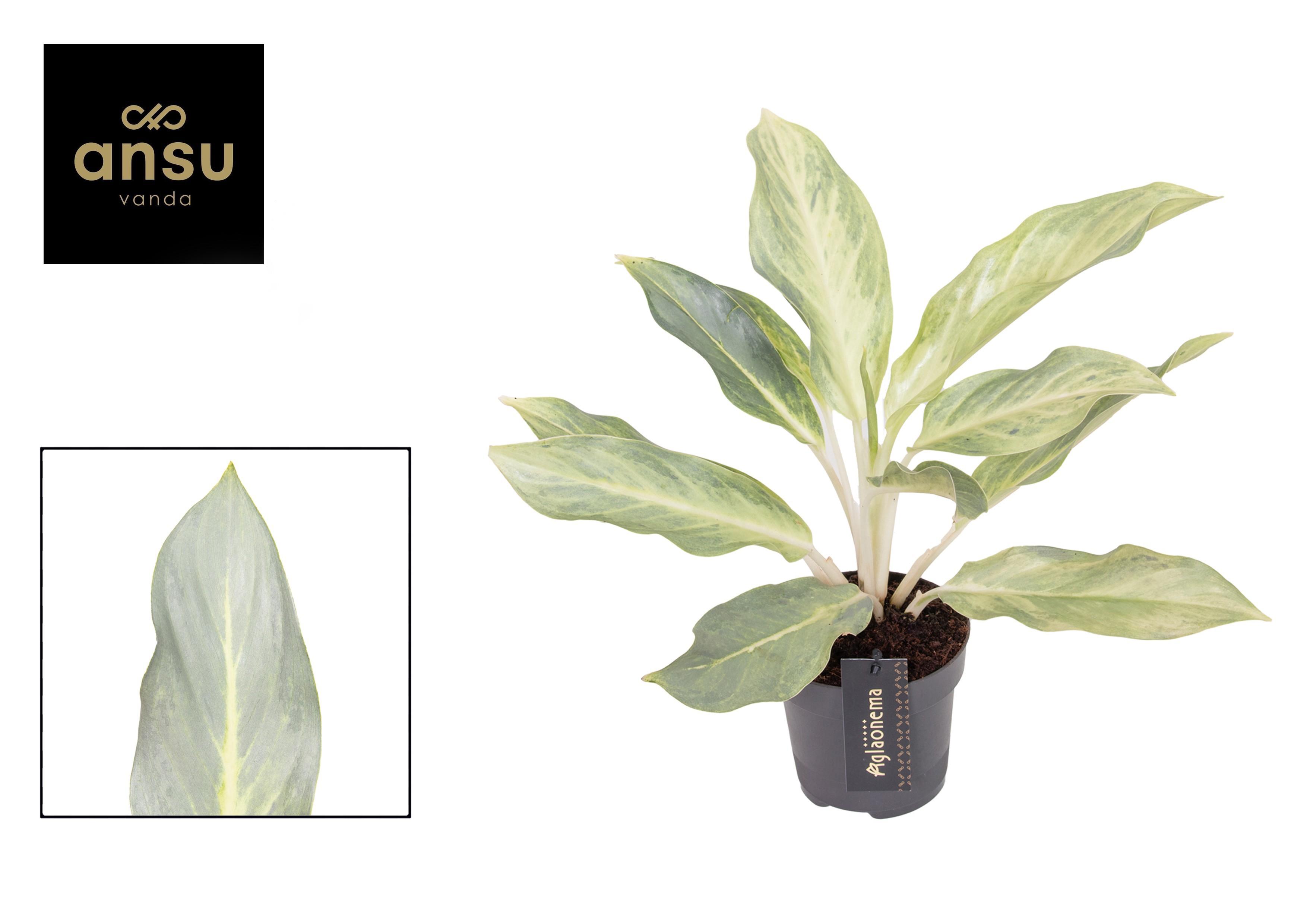 Горшечные цветы и растения оптом Aglaonema Aqua Green от 6шт из Голландии с доставкой по России