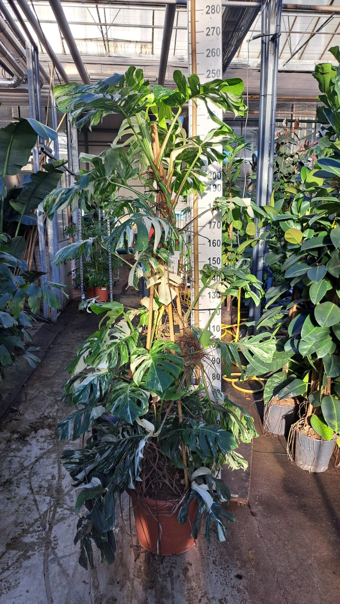 Горшечные цветы и растения оптом Monstera Deliciosa Variegata Xxl от 1шт из Голландии с доставкой по России