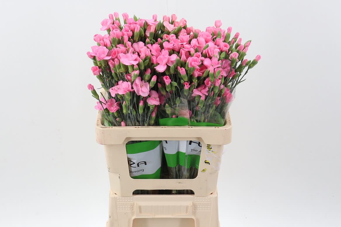 Срезанные цветы оптом Dianthus sp lala rosa от 100шт из Голландии с доставкой по России