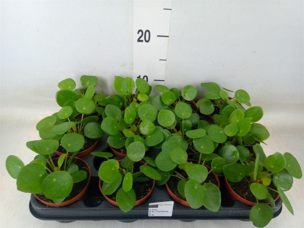 Горшечные цветы и растения оптом Pilea Peperomioides от 12шт (для телеги) из Голландии с доставкой по России