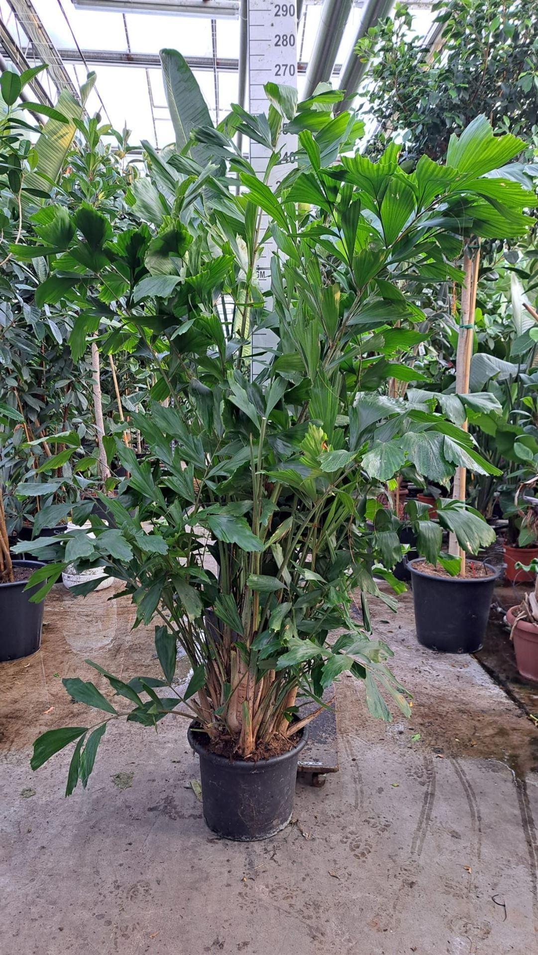 Горшечные цветы и растения оптом Caryota Mitis от 1шт из Голландии с доставкой по России